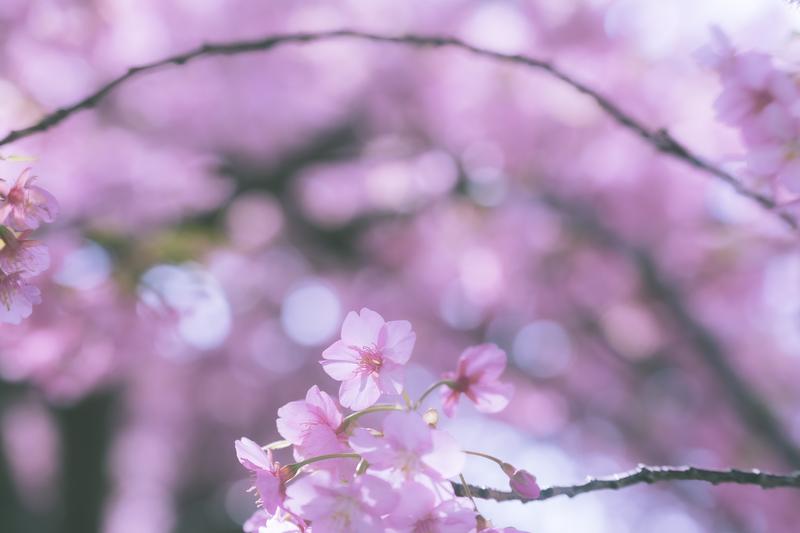 3月　いわき　桜
